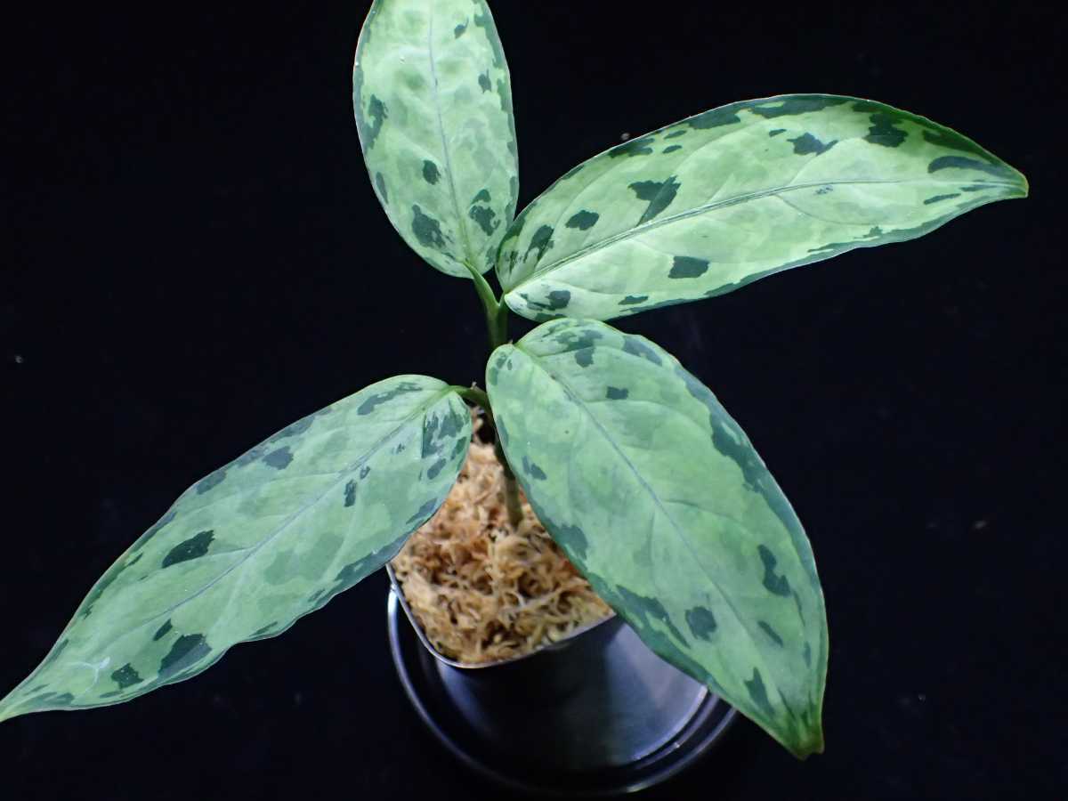 アグラオネマ Siberut 1st LA0212-00 Aglaonema