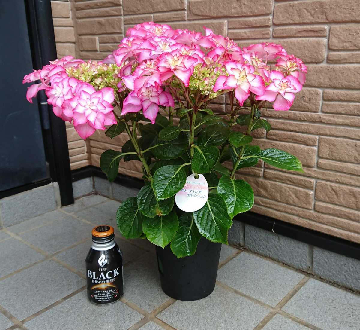 ギフトに最適大栄花園 カサノバ 旧レイワ タグ付き正規品 彡 5号鉢植え の落札情報詳細 ヤフオク落札価格情報 オークフリー スマートフォン版