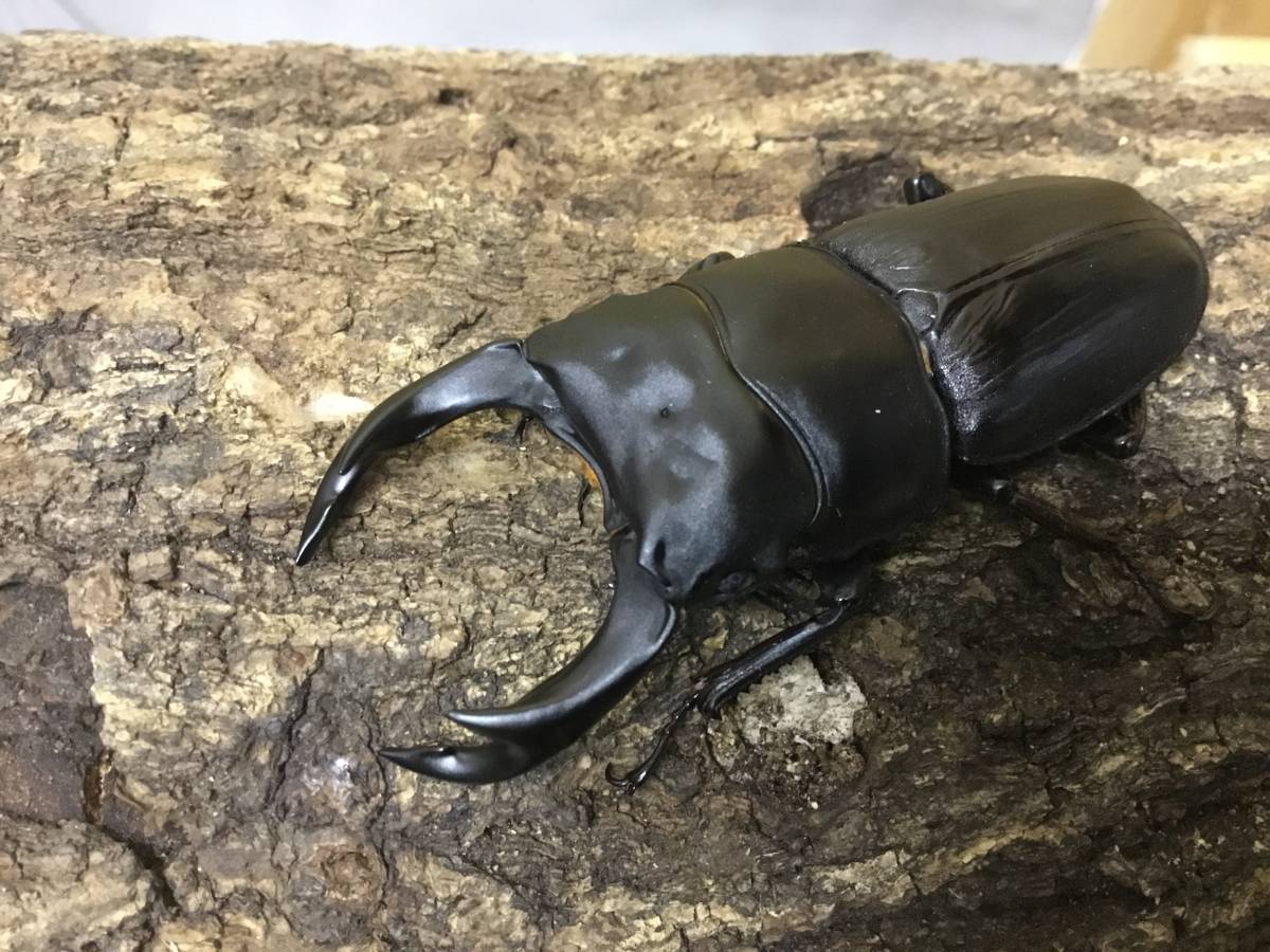 販売予約済み)オオクワガタ(能勢YG血統)♂87mmUP！単品