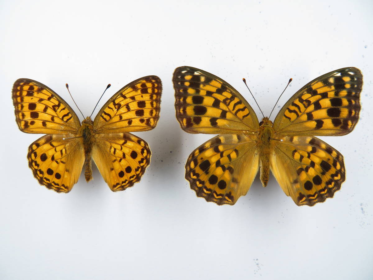 オオウラギンヒョウモン 蝶 標本 長崎県 昆虫
