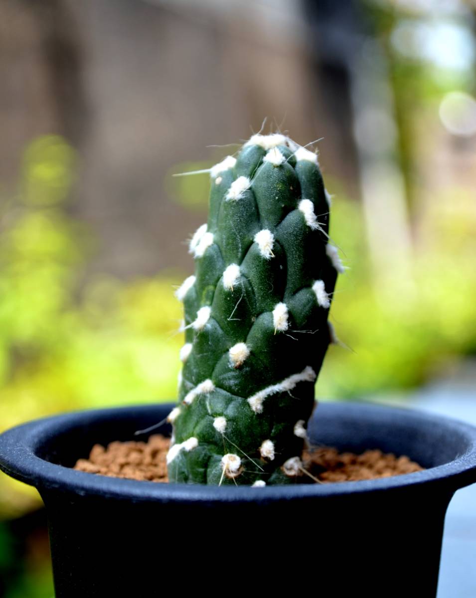 新品 多肉植物 サボテン Austrocylindropuntia Cylindrica 和名 大蛇 オロチ 螺旋種 希少種 2 5号 現品 の落札情報詳細 ヤフオク落札価格情報 オークフリー スマートフォン版