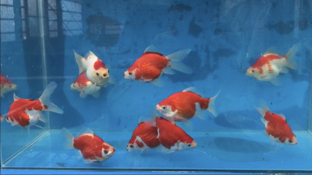 動画有。大日養鯉場がタマサバを本気で作ってみた☆17.5cm.18cm！ジャンボ当歳！パート20！錦鯉と混泳可能。 動画有。大日養鯉場がタマサバを本気で作ってみた☆