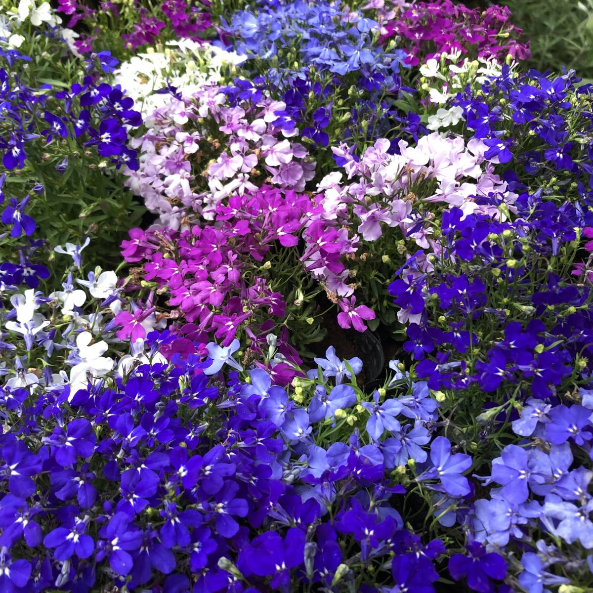 最大97 オフ ろべりあ様専用 Maxiking Com Bo