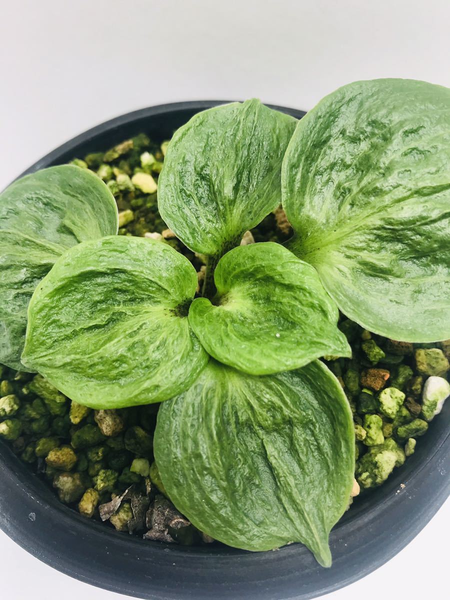 新品 英晃園 山野草 岩ギボウシ 羅紗葉 の落札情報詳細 ヤフオク落札価格情報 オークフリー スマートフォン版