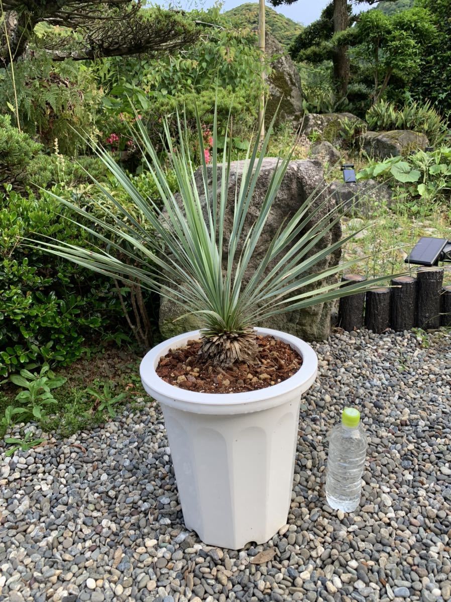 幹上がり ユッカ ロストラータ 耐寒性 10 濃厚リーフ Yucca ドライガーデン 観葉植物 地植え シンボルツリー の落札情報詳細 ヤフオク落札価格情報 オークフリー スマートフォン版