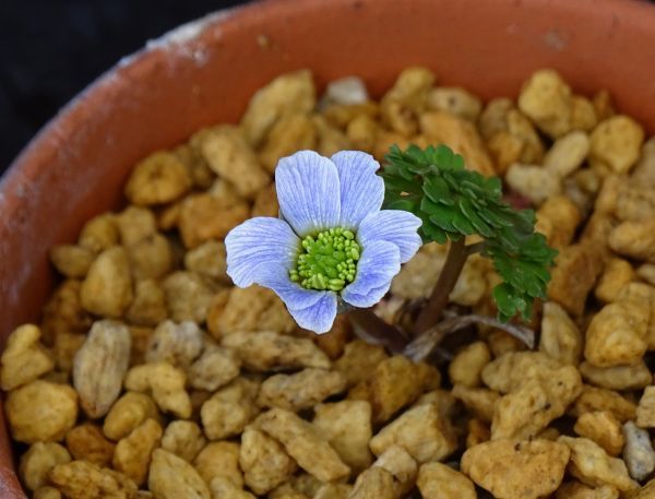 山野草　希少青花　カリアンテマム　ファレリ 山野草 希少 カリアンテマムファレリ 大株A 鉢花