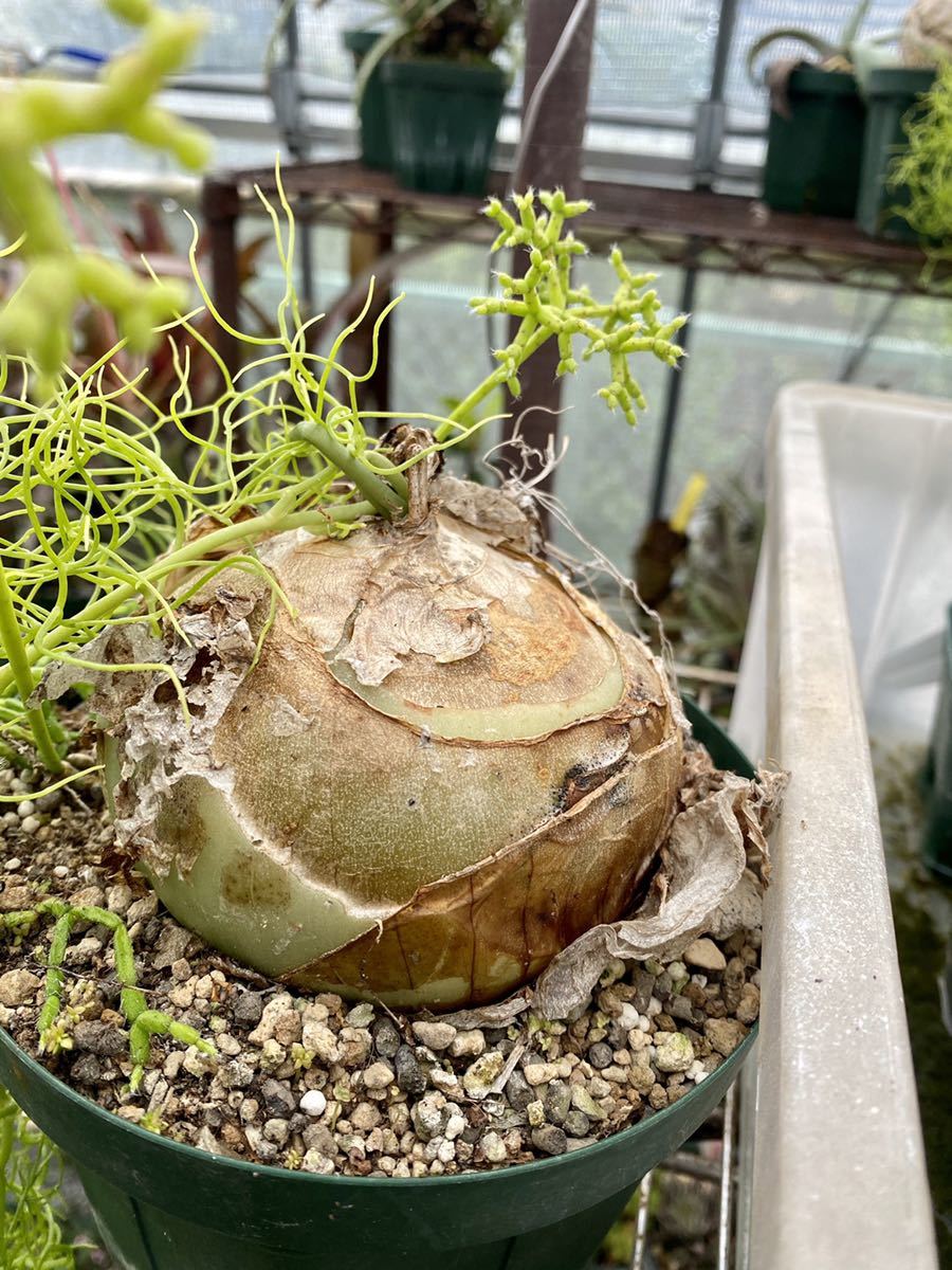 新品 蒼角殿 ボウィエア ボルビリス ソウカクデン クライミングオニオン シーオニオン サボテン カクタス 観葉植物 多肉 の落札情報詳細 ヤフオク落札価格情報 オークフリー スマートフォン版