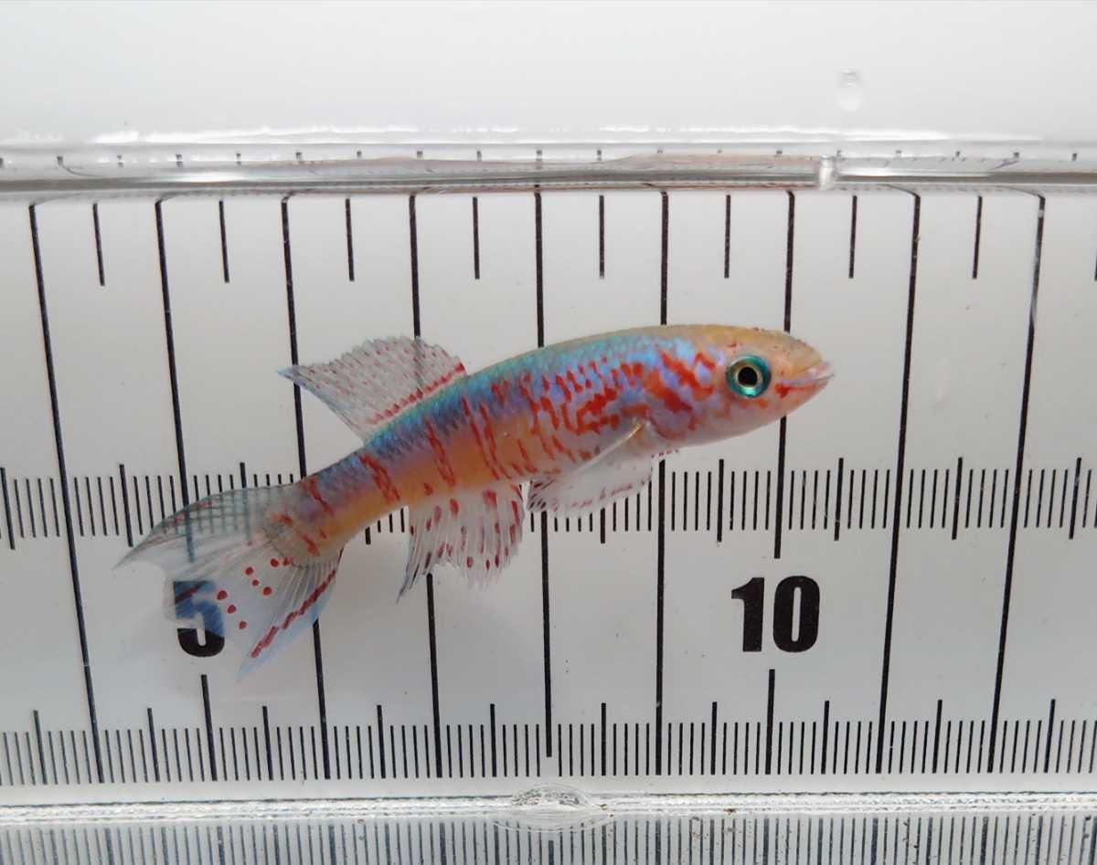 新品 卵生メダカ ブルーグラリス 稚魚5匹 の落札情報詳細 ヤフオク落札価格情報 オークフリー スマートフォン版