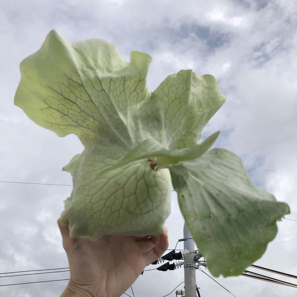 △ エレマリア △ P.Elemaria Platycerium ビカクシダ コウモリラン