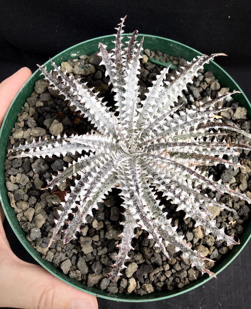 Dyckia 'Silver Bear'ディッキアシルバーベア
