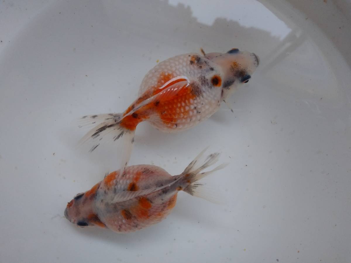 新品 金魚 ピンポンパールキャリコ今年仔黒仔10匹no 3 の落札情報詳細 ヤフオク落札価格情報 オークフリー スマートフォン版