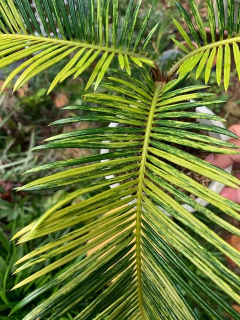 F&C　シダ・ソテツ　Cycas revoluta variegata　フイリソテツ　斑入り蘇鉄　Hタイプ 新品F\u0026C シダ ソテツ Cycas revoluta variegata フイリソテツ①（斑