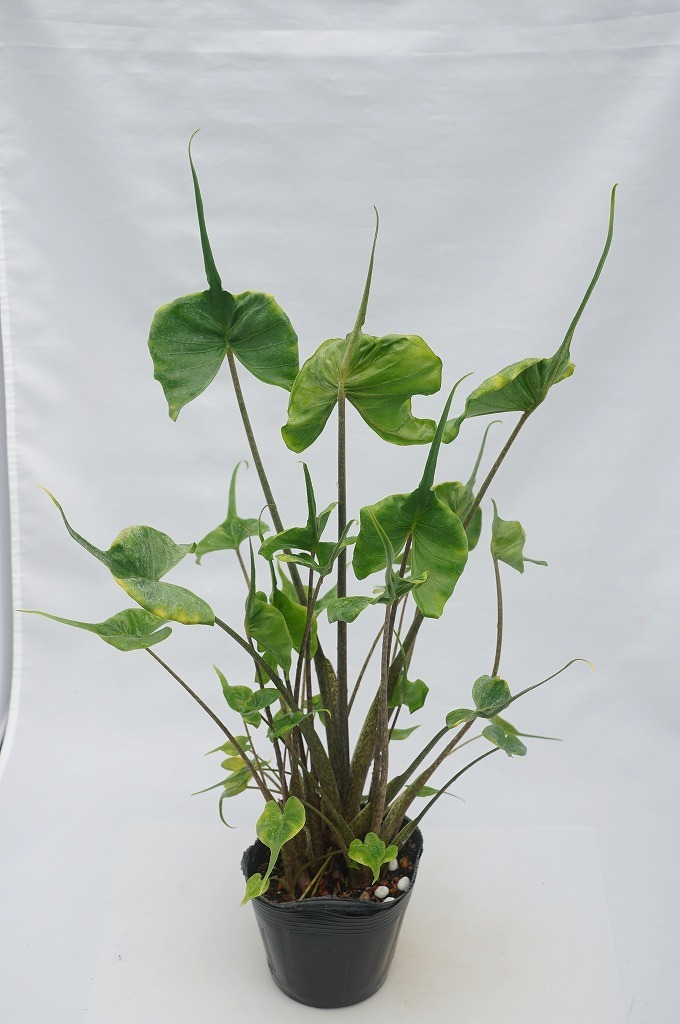 新品】☆TO☆アロカシアの小形品種 Alocasia 'Babyray' 観葉植物