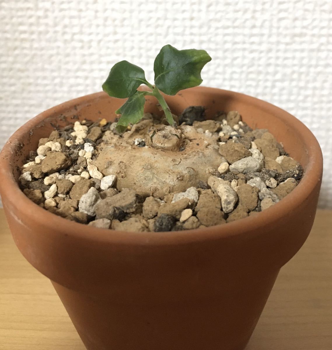 ドルステニア　aff クスピダータ _ ドルステニア・クスピダータ 現地球(産地情報付) Dorstenia