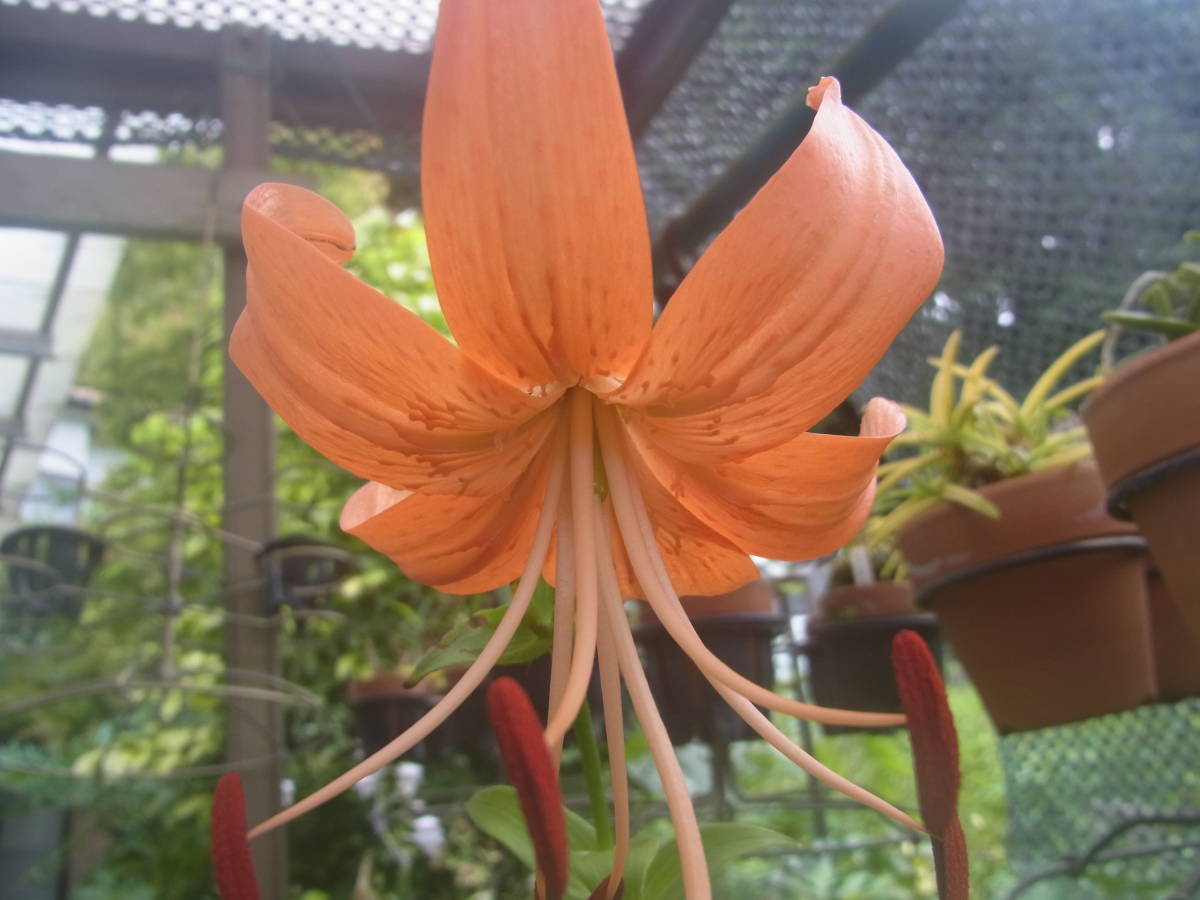 斑入り山野草 野生蘭 ユリ ヤマユリ オニユリ オニユリ 無点花 の落札情報詳細 ヤフオク落札価格情報 オークフリー スマートフォン版