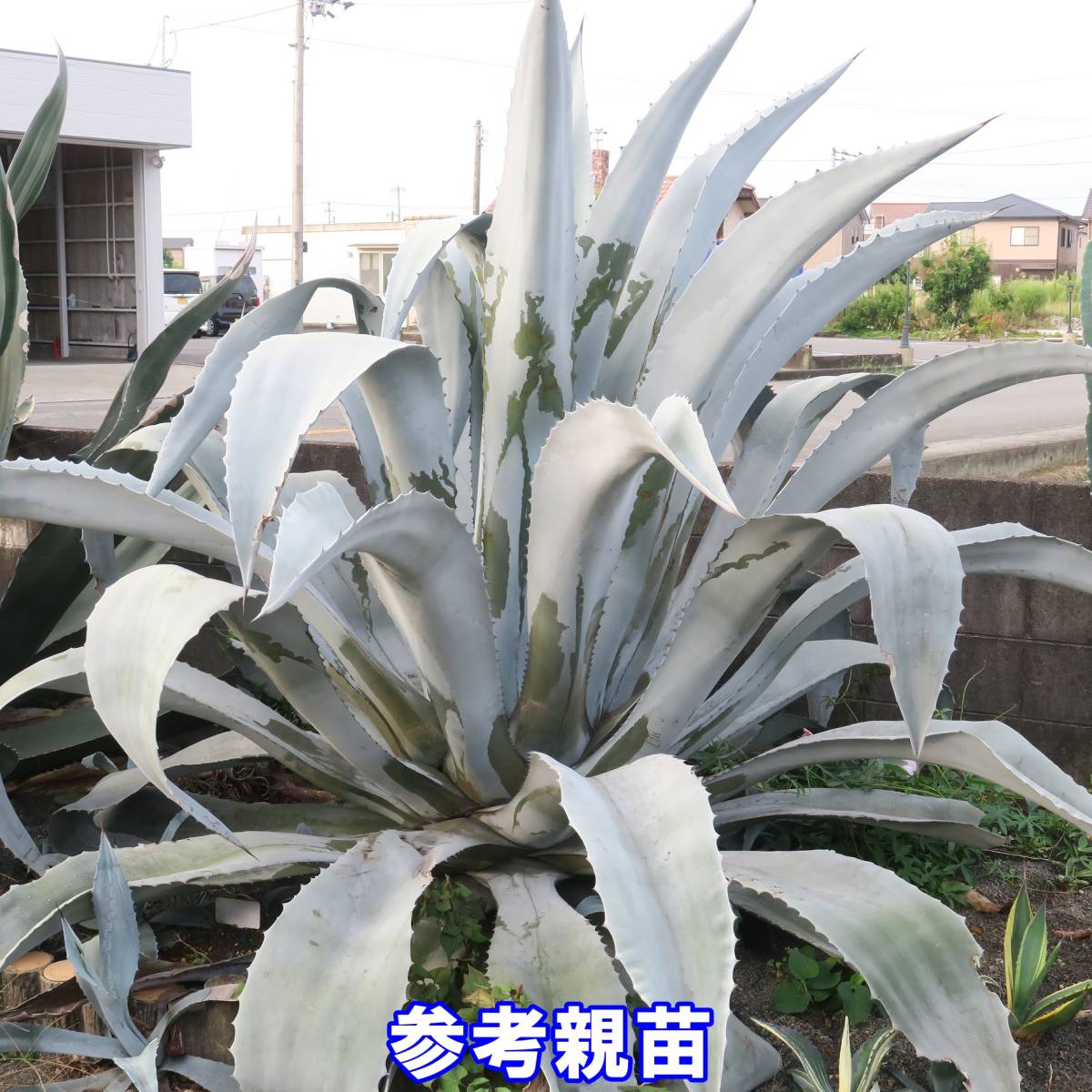 レア 白銀 アガベ アメリカーナ エクスパンサ （アブルプタ）検