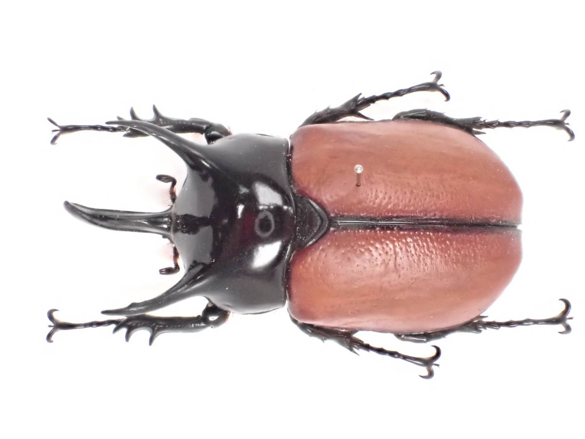 新品】Dy1-04 パプアニューギニア産 サンボンツノカブトムシ ♂特大