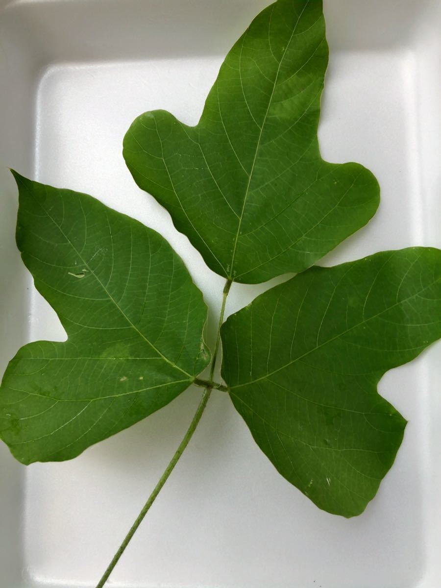 送料無料 食付き良 生クズの葉 葛 60枚 鳴く虫の餌 シェルターに キリギリス クツワムシ ヒメギス等 ウサギやリクガメの餌にも の落札情報詳細 ヤフオク落札価格情報 オークフリー スマートフォン版