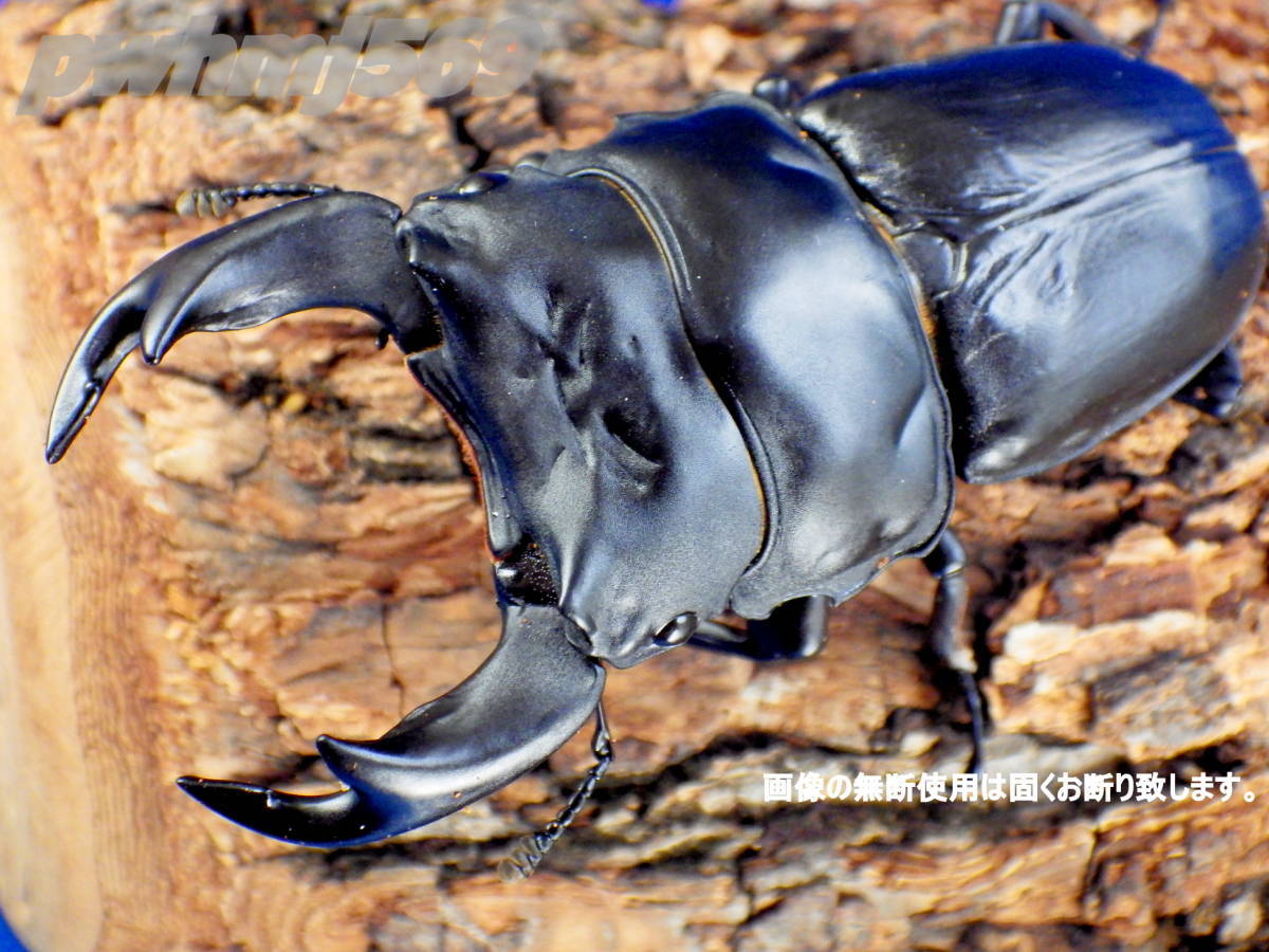 絶滅危惧II類 極太『瑞宝-jr』能勢産・極太『黎明ｰjr』阿古谷産 各ペア