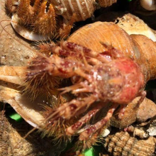 130匹 石鯛 イシガキダイ 石垣鯛 イシダイ 冷凍 ヤドカリ 石鯛用餌 エサ 釣り餌 の落札情報詳細 ヤフオク落札価格情報 オークフリー スマートフォン版