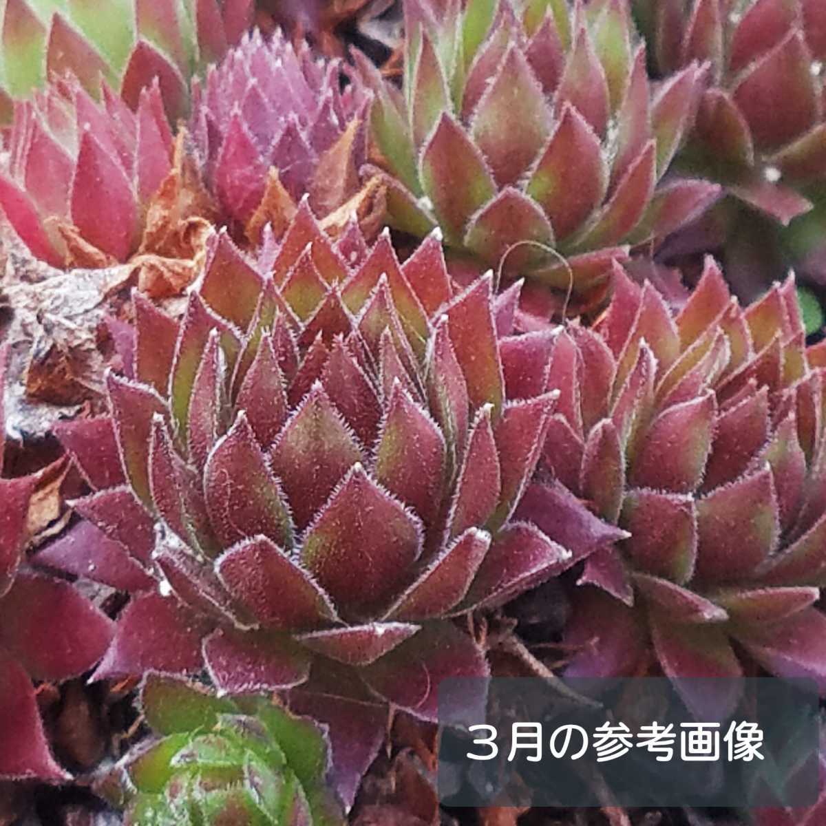 ダークビューティ センペルビウム 多肉植物 カット苗 の落札情報詳細 ヤフオク落札価格情報 オークフリー スマートフォン版
