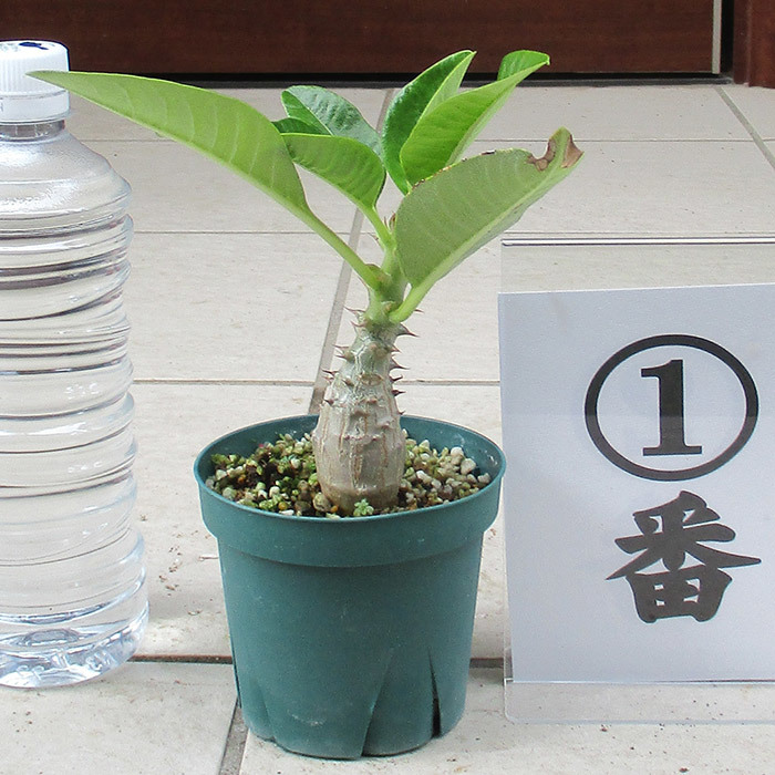パキポディウム ウィンゾリー 実生株 019 Pachypodium windsorii
