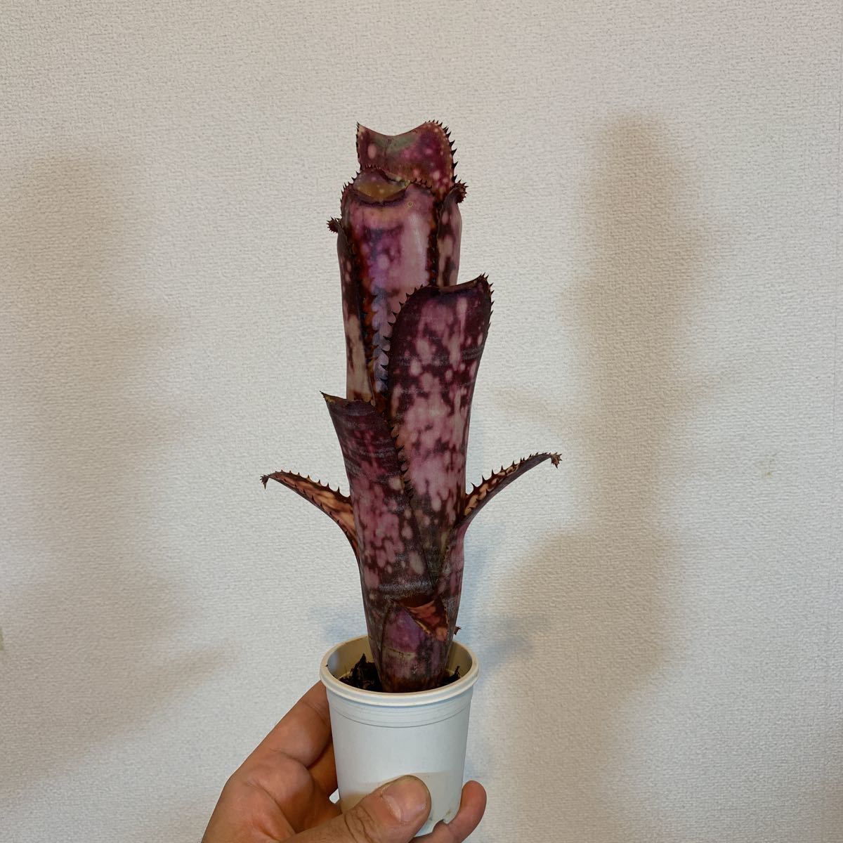 現品) ビルベルギア 'ミッドナイト サン' (No.62263) (観葉植物 現品) ビルベルギア 'ミッドナイト サン' (No.62263) (観葉植物