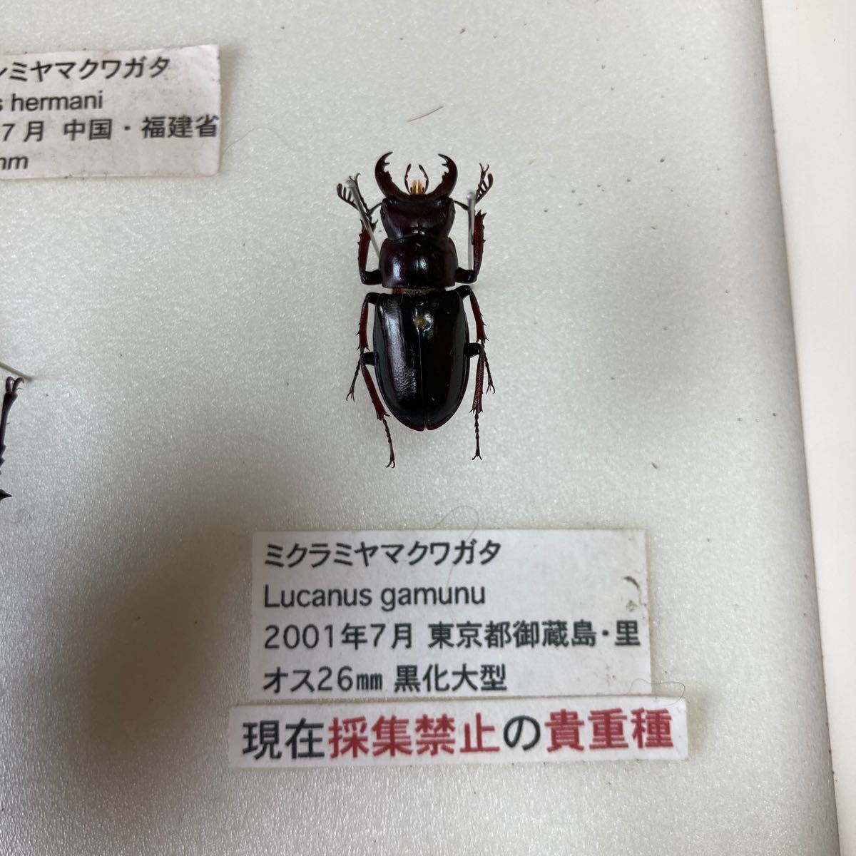 海洋堂 】 チョコエッグ チョコQ ☆ 日本の動物コレクション おもしろ