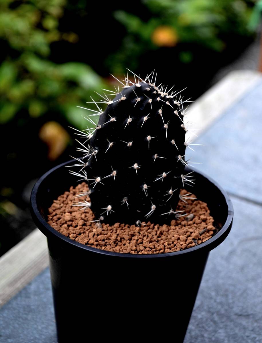 ☆多肉植物☆サボテン☆【ガラパゴス 団扇】Opuntia galapageia