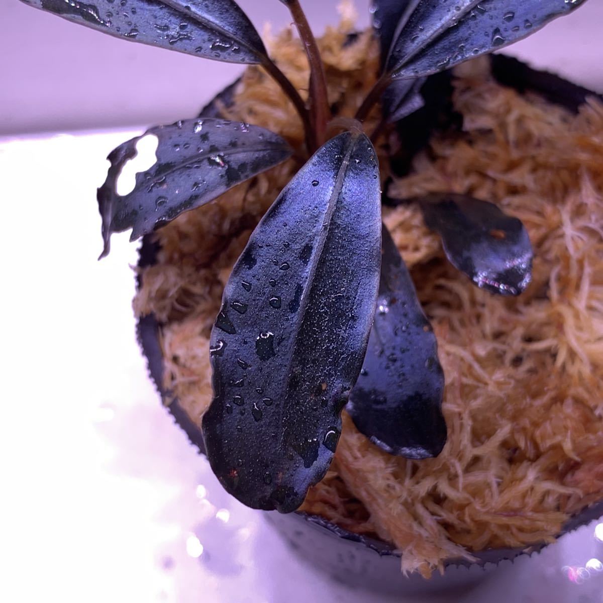 Bucephalandra sp.\"Upper black castle\"水の国 Bucephalandra sp. Upper black castle 水の国