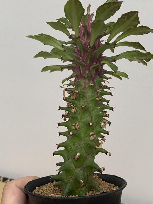 紫シューベイ① 多肉植物 希少 アリオカルプス かわいいです 紫シューベイ① 多肉植物 希少 アリオカルプス かわいいです