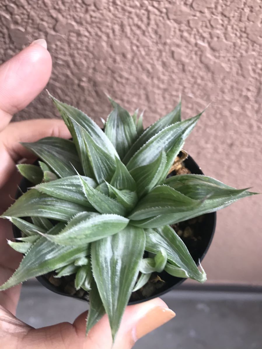 多肉植物 ハオルチア レツーサ ホワイトゴースト の落札情報詳細 ヤフオク落札価格情報 オークフリー スマートフォン版