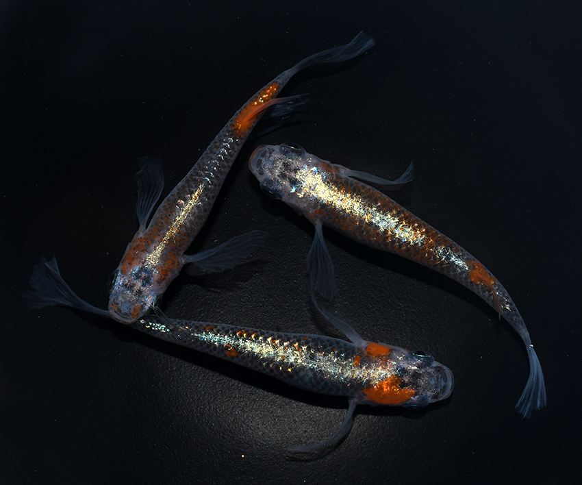 新品 改良めだか振興会品評会 上見部門 忘却の翼体外光 １ペア メス１匹 丸玄 の落札情報詳細 ヤフオク落札価格情報 オークフリー スマートフォン版