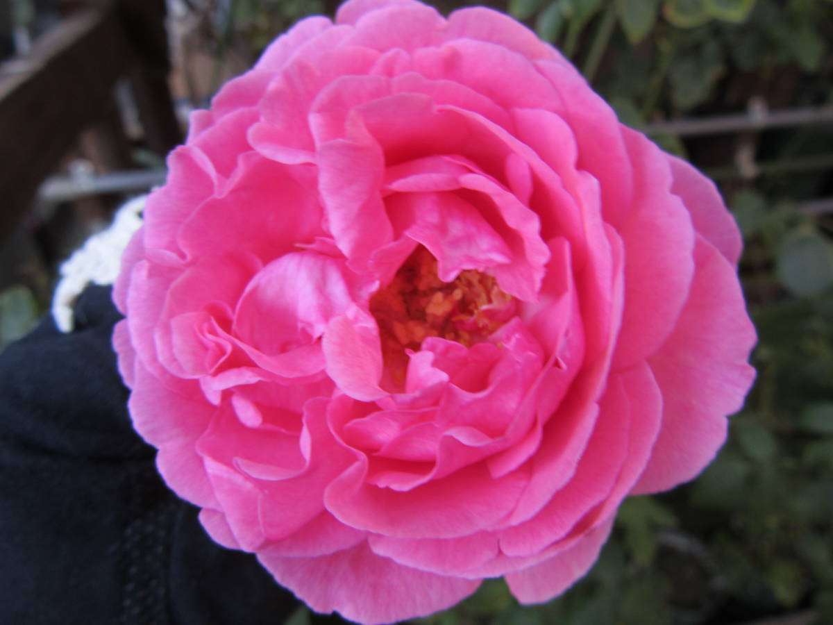 新品 希少イヴ切り花種 気品の香りのバラ シャラパール挿し木苗蕾付き の落札情報詳細 ヤフオク落札価格情報 オークフリー スマートフォン版