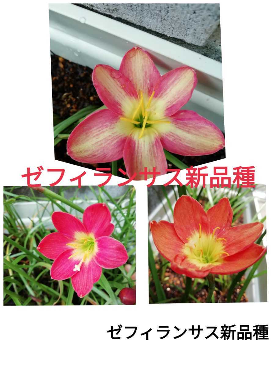 ゼフィランサス球根 新品種 プライドオブシンガポール ピンクビーチ オレンジカウンティー の落札情報詳細 ヤフオク落札価格情報 オークフリー スマートフォン版