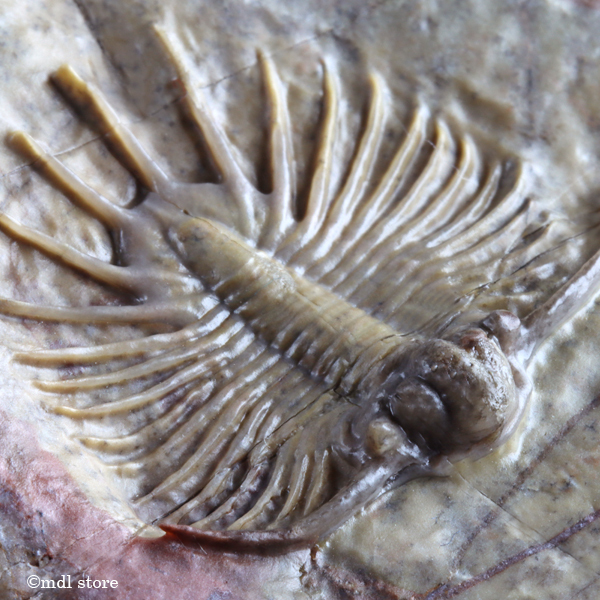 新品】○○○化石 三葉虫○○○A級品質! Jorf産 Acanthopyge n. sp. 激