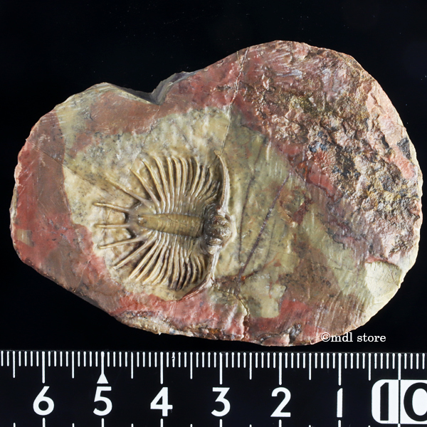 新品】○○○化石 三葉虫○○○A級品質! Jorf産 Acanthopyge n. sp. 激