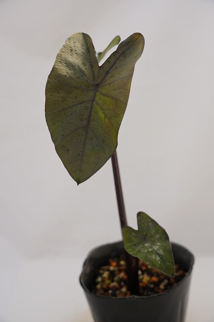 新品 To コロカシアの新品種 ブラックウォーター カラーリーフ タロイモ Colocasia Black Water 3 5号 苗 現品 80サイズ の落札情報詳細 ヤフオク落札価格情報 オークフリー スマートフォン版