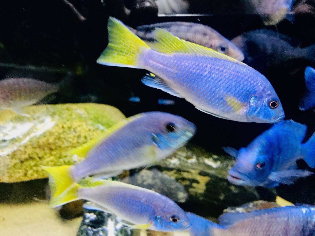 アフリカンシクリッド WILDトロフェウスイエローグリーン8-10㎝