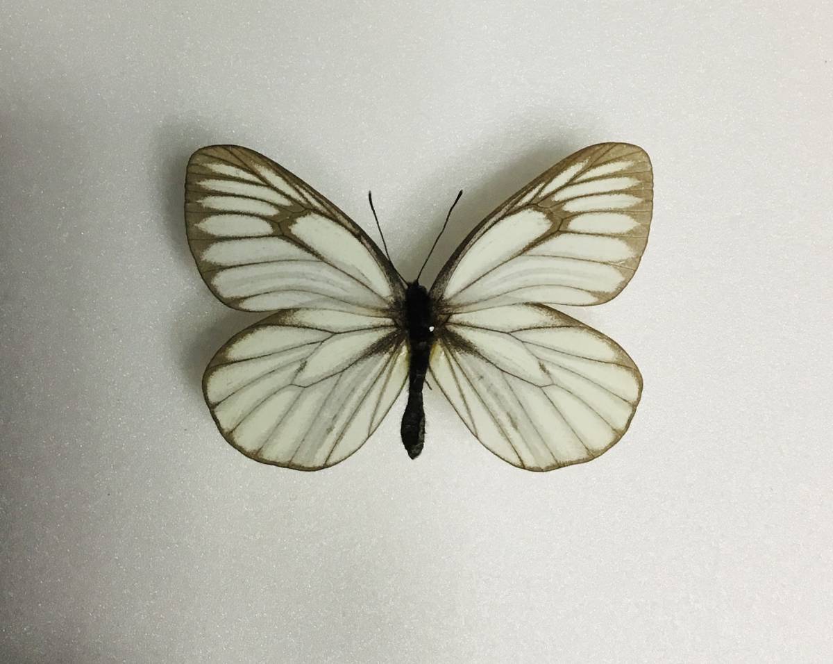 国産蝶標本 櫛形山のミヤマシロチョウ規制前採集品