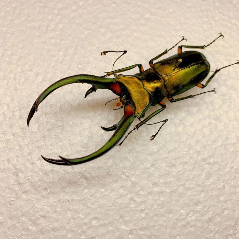 美形エラフスホソアカクワガタ標本