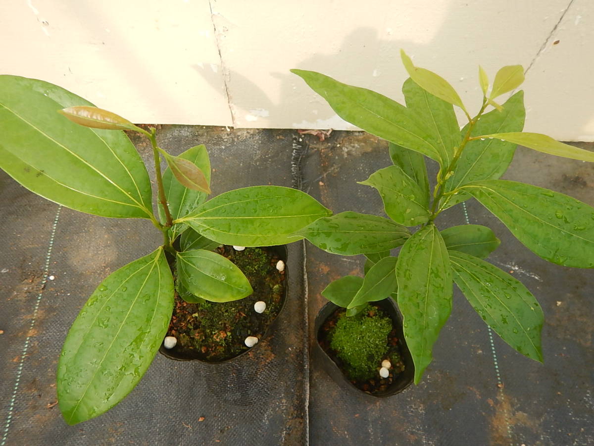 新品 シナモンカッシア セイロンシナモン 2苗セット の落札情報詳細 ヤフオク落札価格情報 オークフリー スマートフォン版