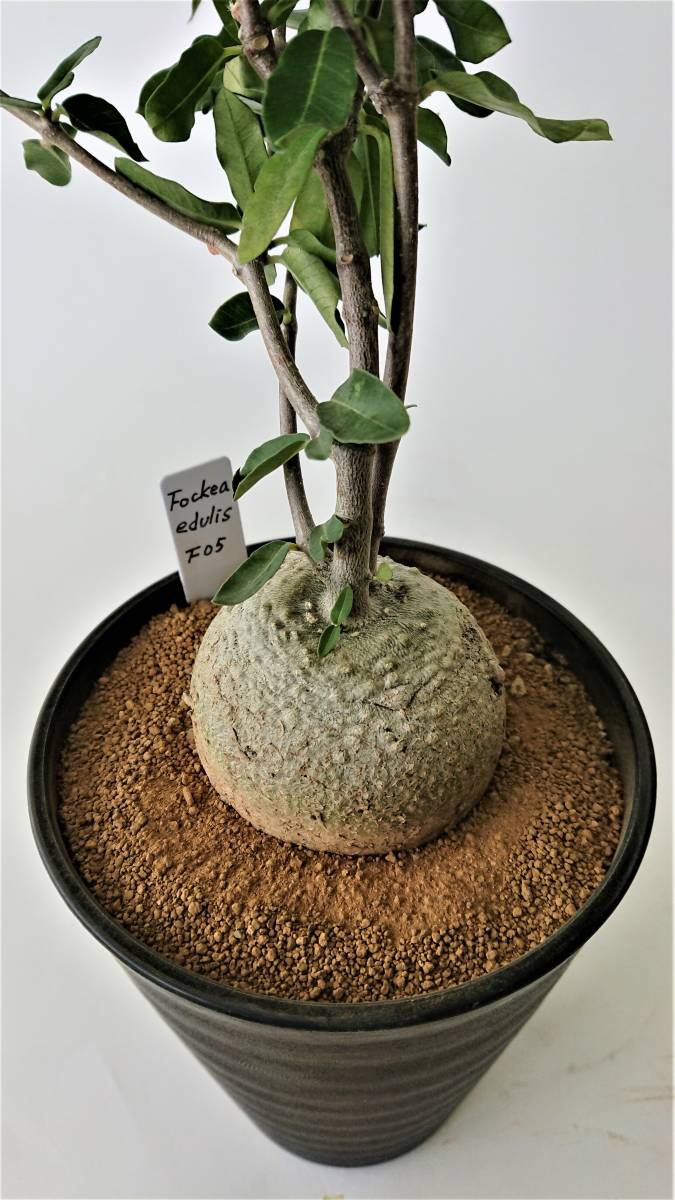 新品】○○ Fockea edulis フォッケア エデュリスF05 直径6.0cm 火星人