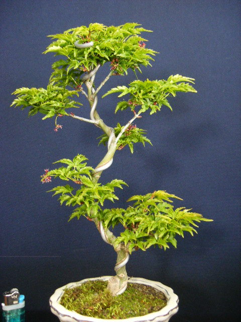 獅子頭もみじ小品盆栽用素材“模様木仕立て＞古木”樹高26cm もみじ 紅葉
