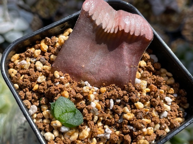 ピラルク 葉挿し ハオルチア 多肉植物 の落札情報詳細 ヤフオク落札価格情報 オークフリー スマートフォン版