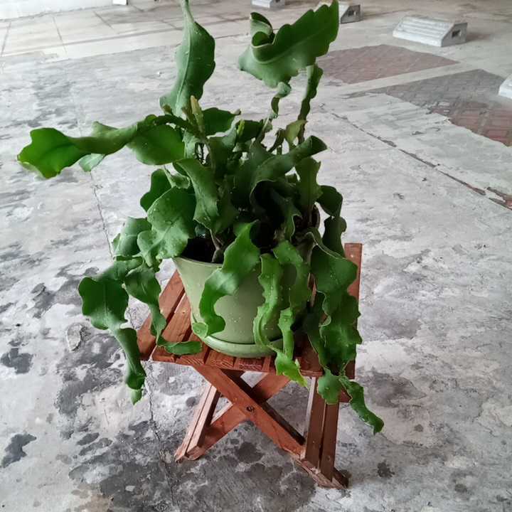 クジャクサボテン エピフィルム グアテマレンシス の落札情報詳細 ヤフオク落札価格情報 オークフリー スマートフォン版