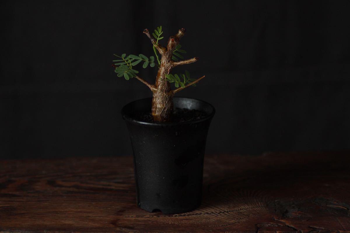 センナ メリディオナリス Senna Meridionalis 実生 コミフォラ ボスウェリア パキプス グラキリス コーデックス 塊根植物 パキポディウム の落札情報詳細 ヤフオク落札価格情報 オークフリー スマートフォン版