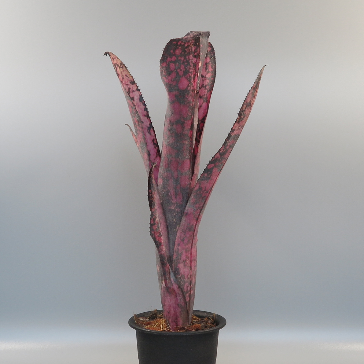 ビルベルギアbillbergia kolan cherry delight ビルベルギアbillbergia kolan cherry delight