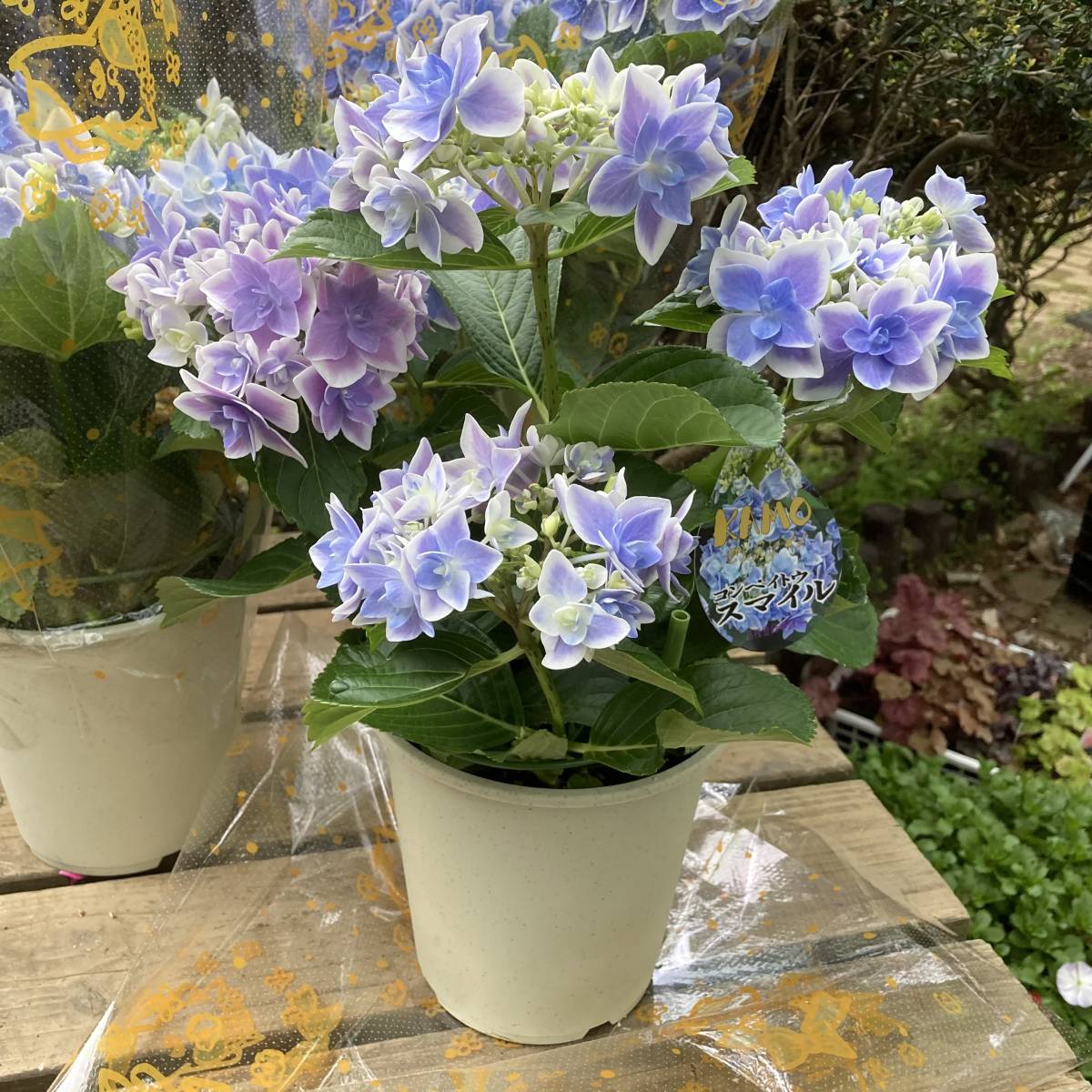 新品 Kamoセレクション 紫陽花 コンペイトウ スマイル ブルー ５号鉢 の落札情報詳細 ヤフオク落札価格情報 オークフリー スマートフォン版