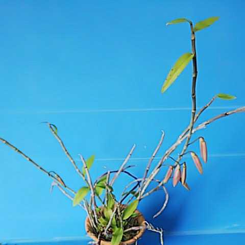 デンドロビウム アフィルム B 自家栽培品 の落札情報詳細 ヤフオク落札価格情報 オークフリー スマートフォン版 デンドロビウム アフィルム B 自家栽培品 の落札情報詳細 ヤフオク落札価格情報 オークフリー スマートフォン版